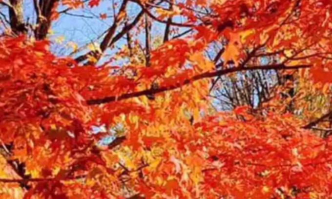 Strong Cottage | Beautiful four season cottage with free Wi-Fi