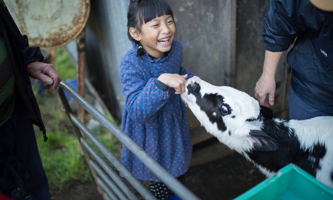 Scotts Creek Other | Bellevue Farmstay - feed animals, ride tractors, near The 12 Apostles