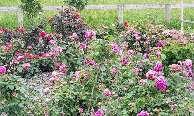 Tamahere Bed & Breakfast | BRUNTWOODLODGE - Adults Only