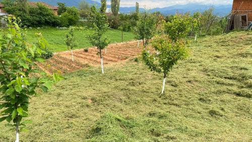 Diber Other | Campeggio2A