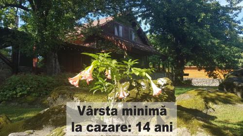 Cristian House | Casa Bunicului