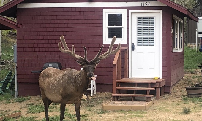 Estes Park Cabin | Charming Updated Rustic Studio. Excellent Location Close to Town & RMNP!