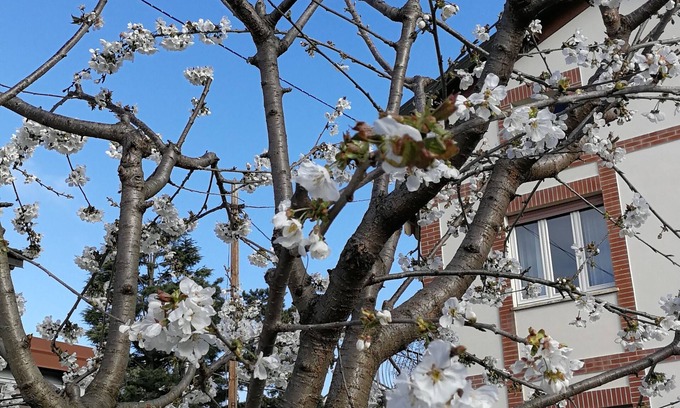 Albiolo Apartment | Close to Como and Switzerland, quiet apartment in villa with private garden