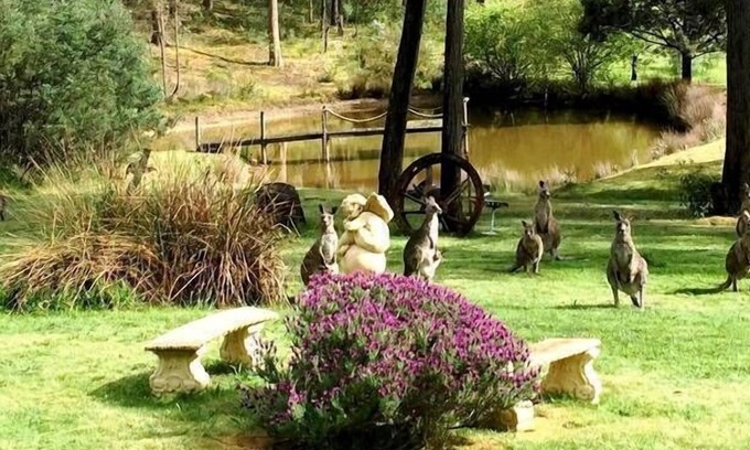 Hepburn Apartment | CountrysideRetreat Romance Intimate NativeWildlife Daylesford - Hepburn