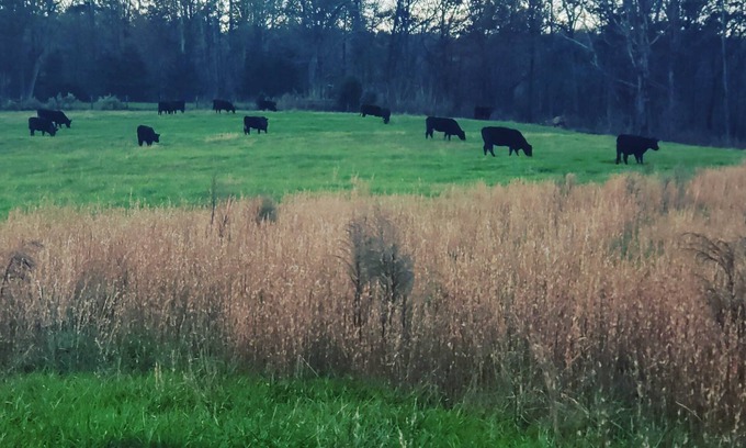 Columbus Cottage | Cowboy Cottage 8 miles from TIEC