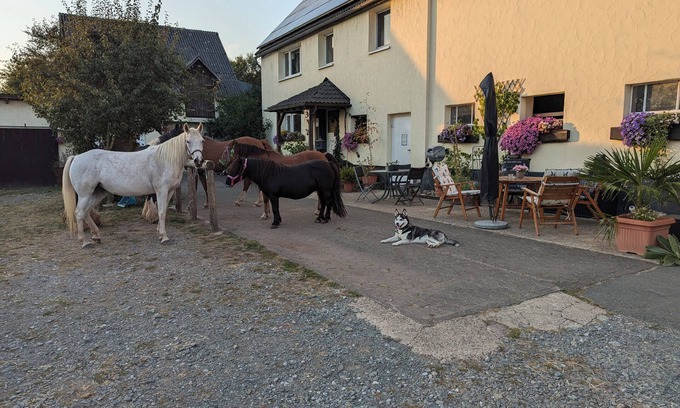 Oberschledorn Apartment | Cozy vacation apartment on Hellwiges Hof with dog/horse Medebach/Sauerland