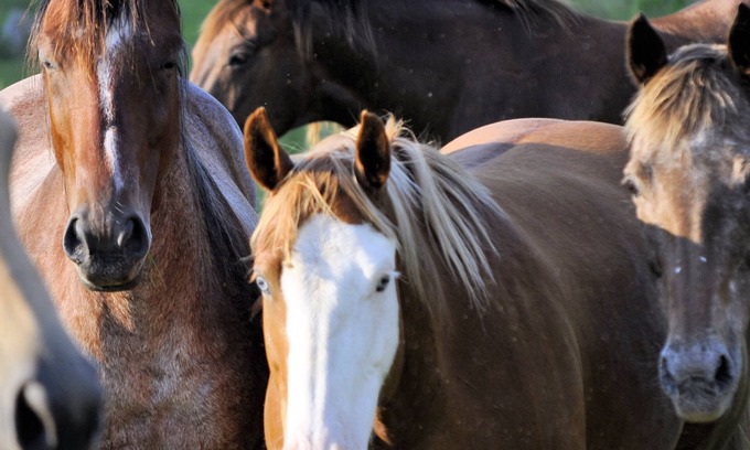 Fayetteville Cabin | Creek-side Cabin Nestled on Horse Farm, Relax, Pet Horses, & Pet Friendly