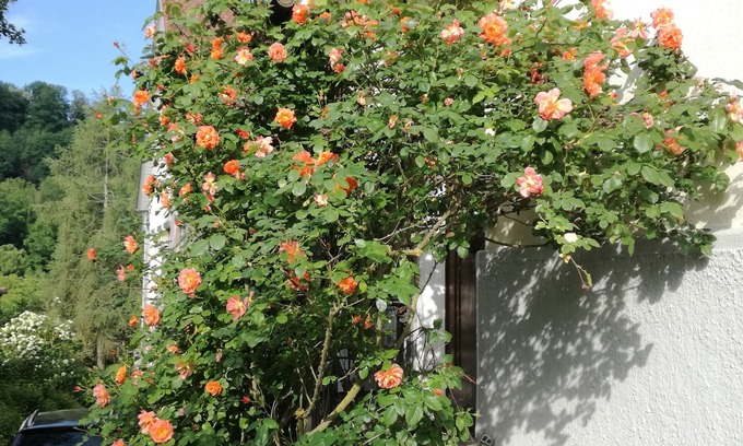 Schwaebisch Hall Apartment | Garden apartment in Art Nouveau villa