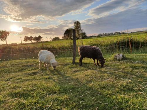 Horum Apartment | Deichblick