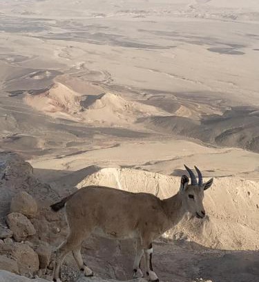 Mitzpe Ramon House | Desert Peace
