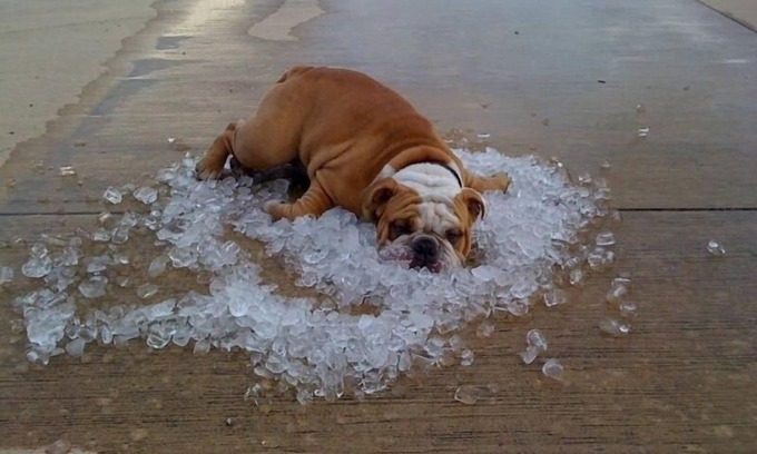 Como House | Does your dog need a vacation? We are people and pet friendly!