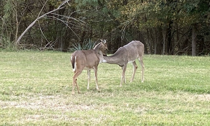 Salado Condo | En-Deer-ing Pet Friendly Retreat π