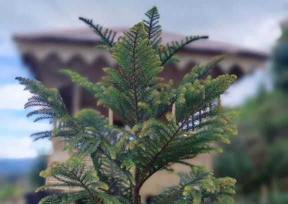 Bhaktapur House | Farmers Farm & Farm Stay
