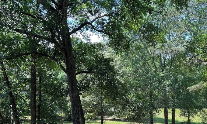 Oakhurst Cottage | Forest Family House