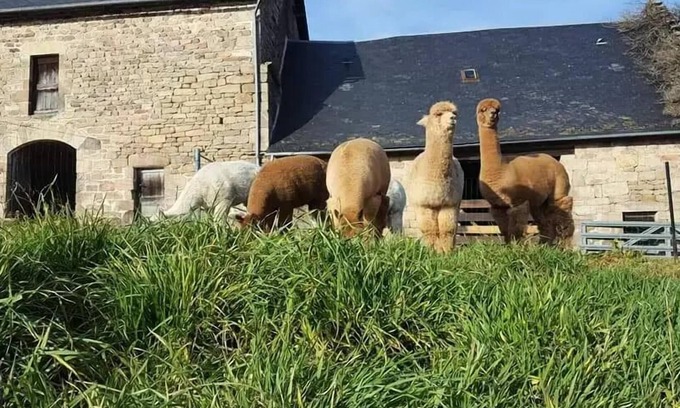 Chaumeil Villa | Gîte de France 3 ears alpacas - Gîte de France 12 people