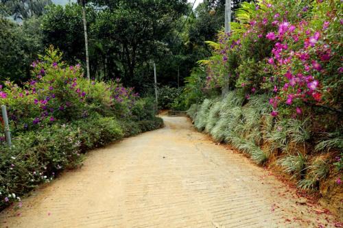 Aadit Resort | Garden of Eden-Thottam Munnar-Hiking and camping