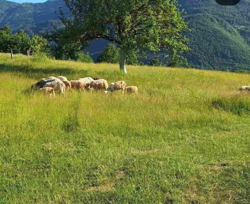 Mojkovac House | Gazdinstvo Moracanin