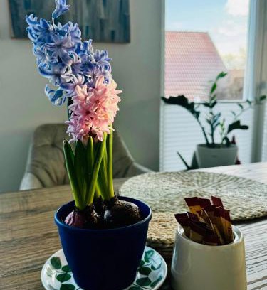 Purgen Apartment | gemütliche Ferienwohnung mit Garten
