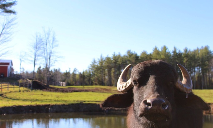Appleton RV Rental | Glamping at Maine Water Buffalo Farm