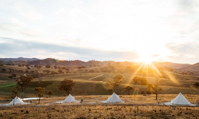 Windeyer Other | Glenayr Farm - Shiraz