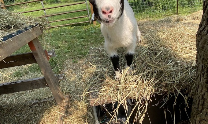 Walworth Apartment | Goat Crazy Homestead