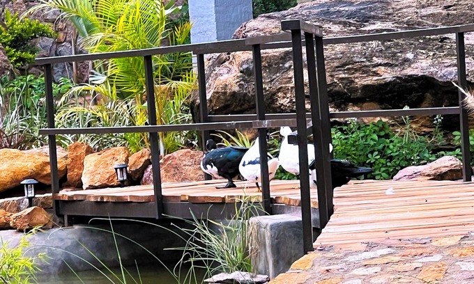Bulawayo Cabin | Gwango Tamarillo Estate