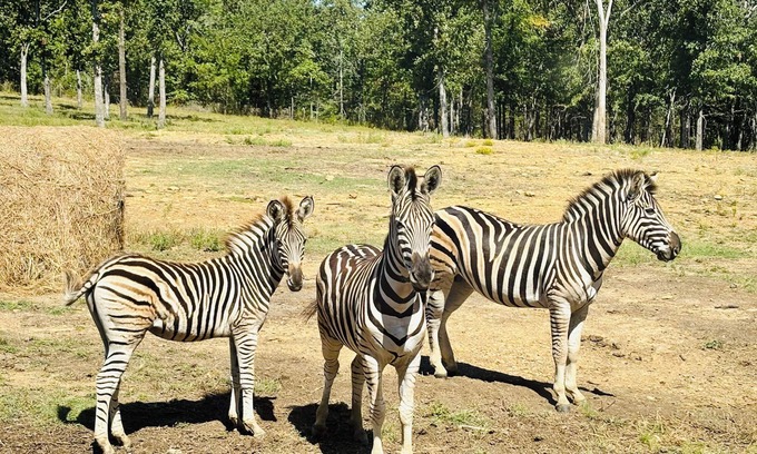 Henryetta Cabin | Hickory Ridge Cabin - Lemurs, Zebras, Hot Tub, Hiking