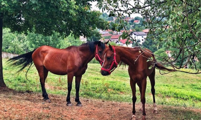 Sarajevo Canton Bed & Breakfast | Holiday in the forest with beautiful view of the city of Sarajevo