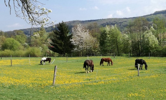 Bischofstetten Apartment | Holidays among happy animals!