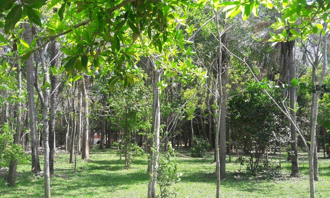 Coronel Oviedo Bed & Breakfast | Hotel Rural Jerutì