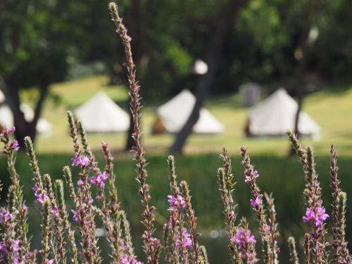 Shoreham Other | Iluka Retreat Glamping Village & Group Lodge Accommodation