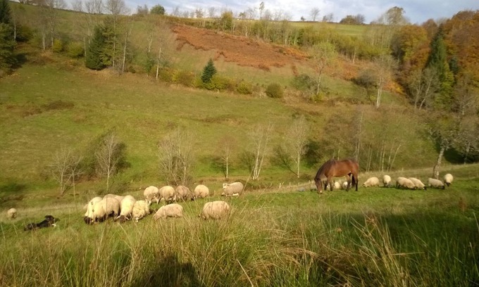 Girmont-Val-d'Ajol House | L' Harmonie :les Animaux, la Nature et la Montagne. Loin du Stress du Quotidien