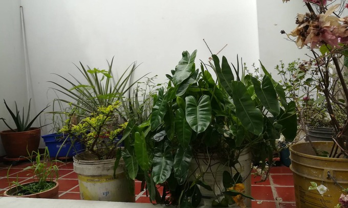 San Jose de Cucuta Bed & Breakfast | La Casita Morada