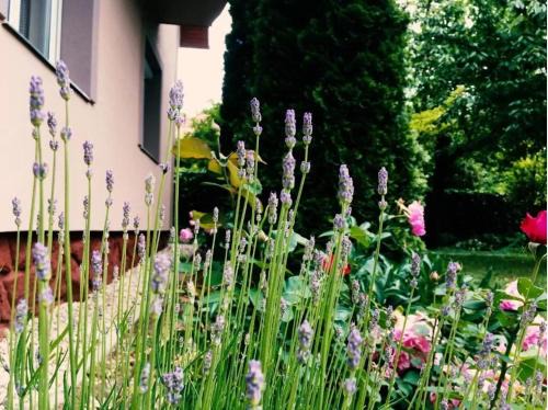 Siofok-Sosto Apartment | Lavender Apartment