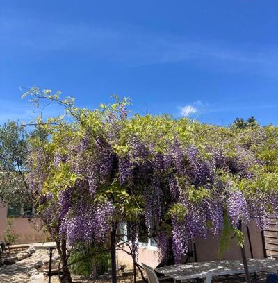 Sainte-Croix-de-Quintillargues Bed & Breakfast | Le clos des olivettes