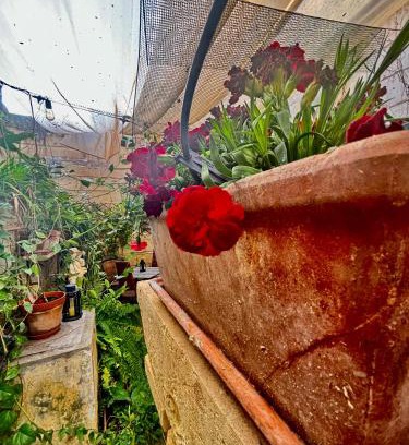 Birkirkara House | Lilac - Authentic Shared Maltese Home