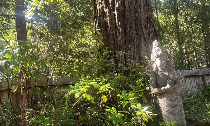 Mendocino Cottage | Lovely Garden Cottage nestled in the Redwoods just minutes to Village & Ocean.