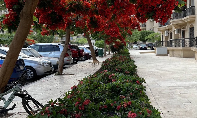 Al Rehab Apartment | Luxe Living - 3 Bedrooms in Rehab City New Cairo Egypt