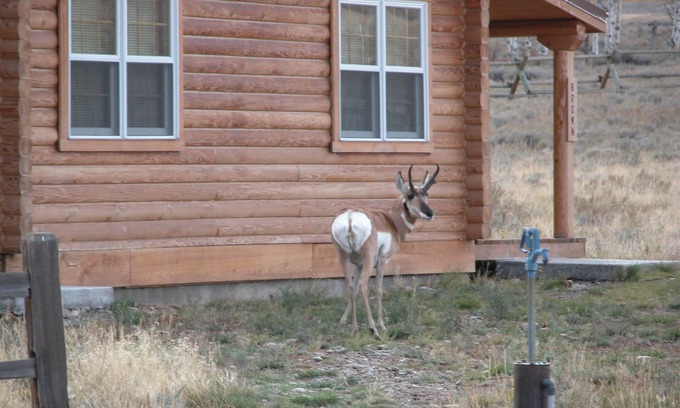 Cameron Cabin | Montana Spirit Guest Cabin -30 acres on the Madison River,