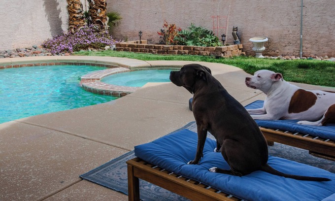 Sovana House | Must love pitbulls, private room in nice home with pool and hot tub