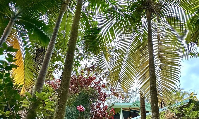 Leilani Estates House | Native Roots Nest ~ Jungle Suite