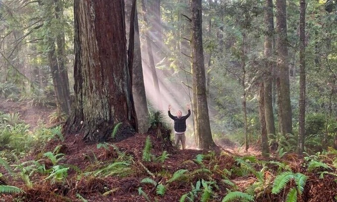 Fort Bragg Cabin | Nature Retreat - 2 private cabins in a magical Redwood forest with ocean views