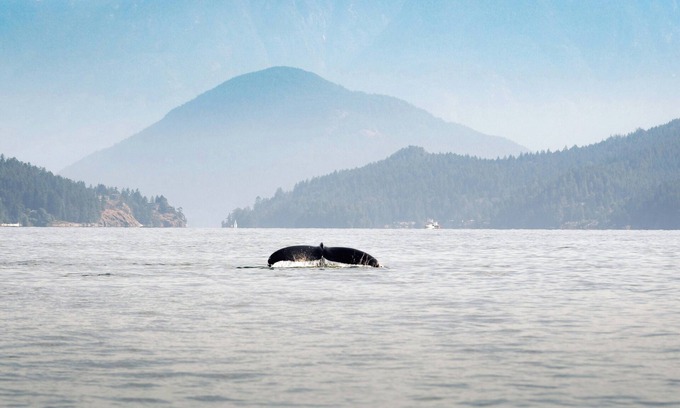 Chemainus House | * NEW* Seaside Getaway | Sleeps 10 | 1 hr to Victoria! | Book now for 2026!
