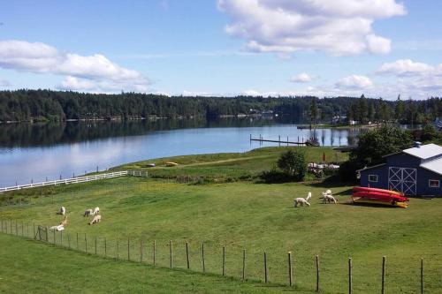 Shelton House | Oceanfront Studio/Loft: Alpacas, Oysters & Kayaks