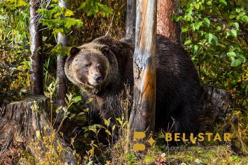Golden Cabin | Palliser Lodge — Bellstar Hotels & Resorts
