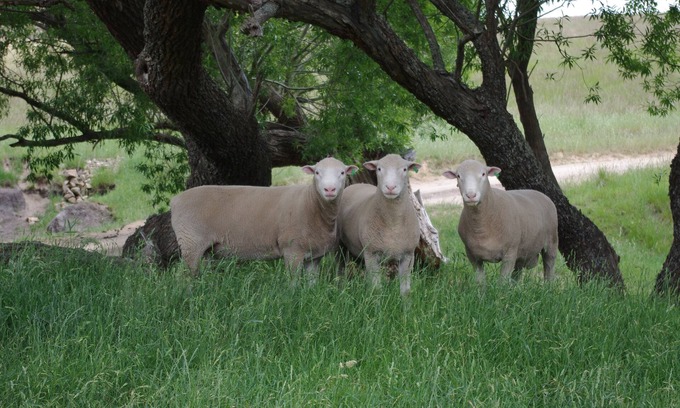 Bungendore Cottage | Private cosy cottage for familes, friends and groups