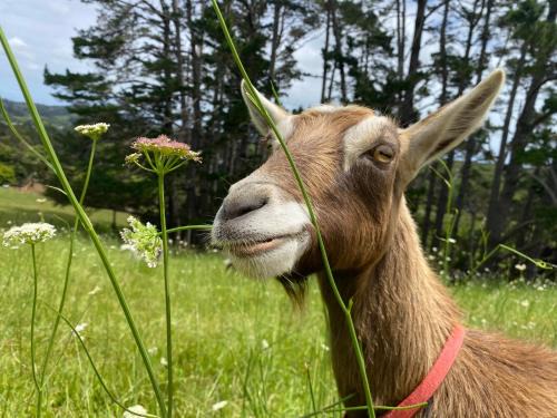 Waimauku Bed & Breakfast | Pukeatua Farmstay