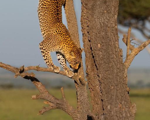 Maasai Mara Cabin | Queen comfort