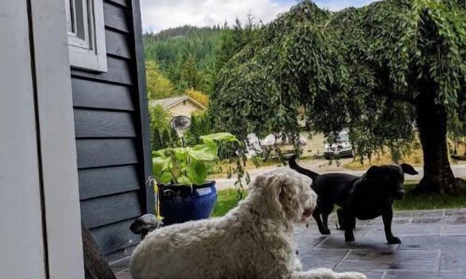Squamish House | Quiet Squamish Home/5 bdrms/3 bthrms/2 kitchens Chief Views.