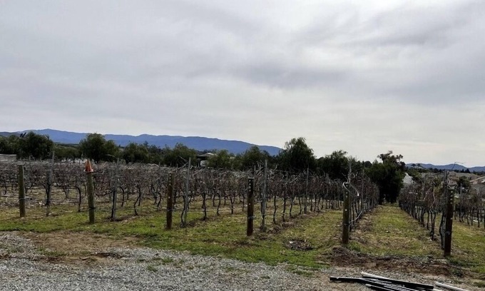Winchester House | Quiet Vineyard/Pet friendly!
